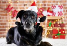 Amazonas Shopping promove “Encontro Pet de Natal”, neste sábado (13)