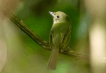 Em Eirunepé, MPAM apura possível criação e comercialização irregular de aves silvestres