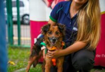 Amazonas Shopping promove evento de adoção pet e bate-papo sobre alimentação animal, neste sábado (18)