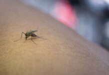 El Niño acende alerta para prevenção contra doenças transmitidas por vetores