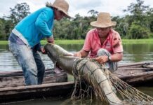 Marinha do Brasil, em Manaus, utiliza Contrata+Brasil e abre oportunidade de R$ 1 milhão para fornecedores de pirarucu